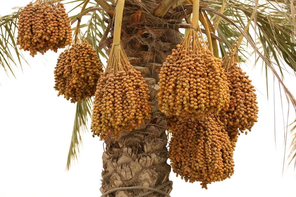 Expand Your Business with Premium date palm fruit export